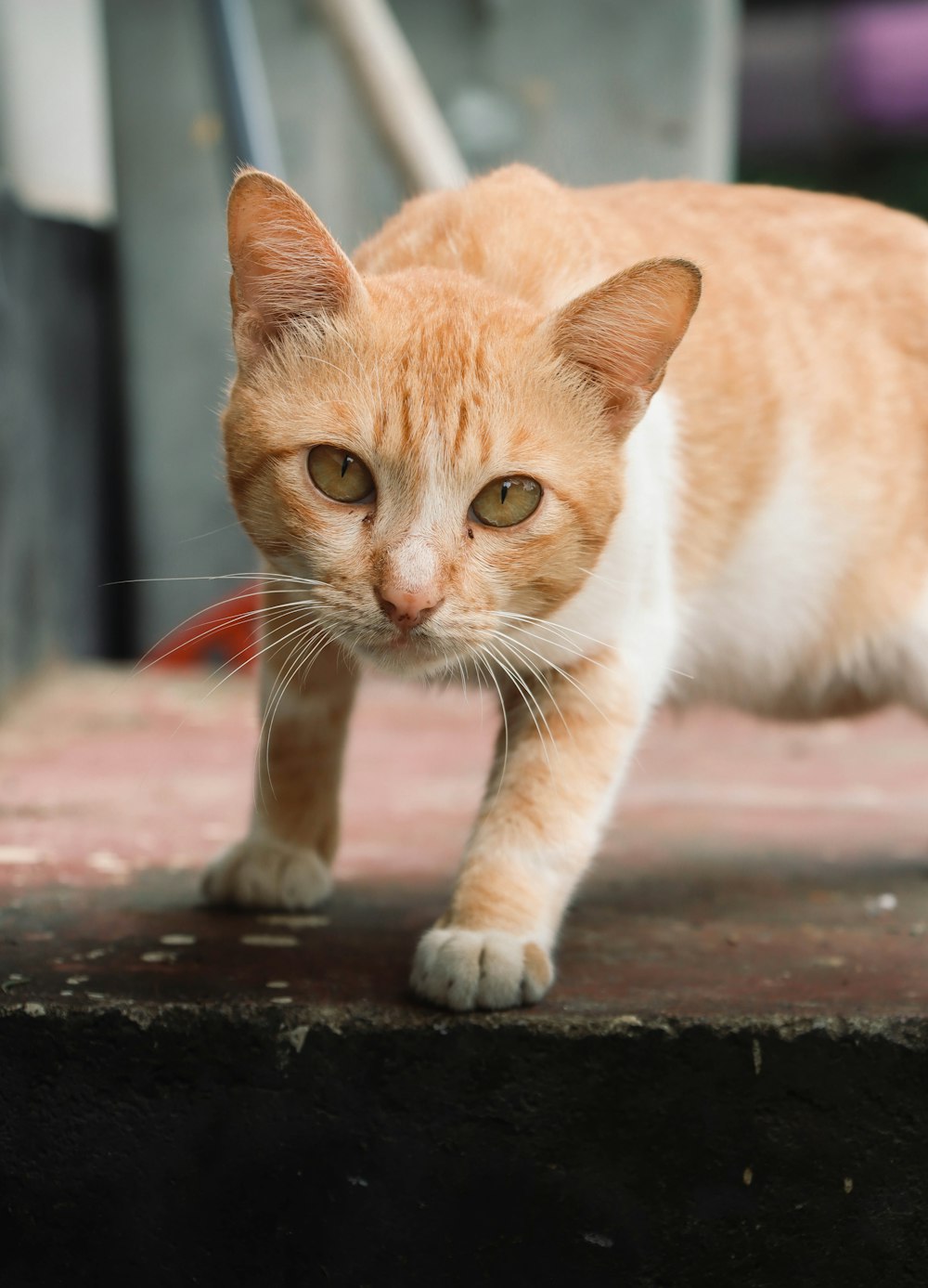 an orange and white cat walking across a sidewalk