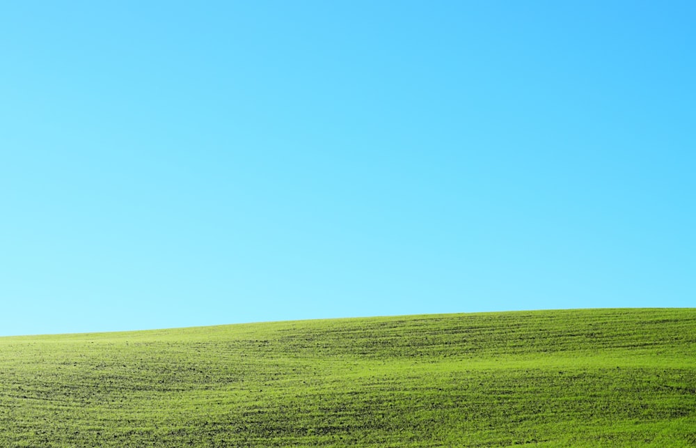 青空の下の草が茂った丘の上の孤独な木