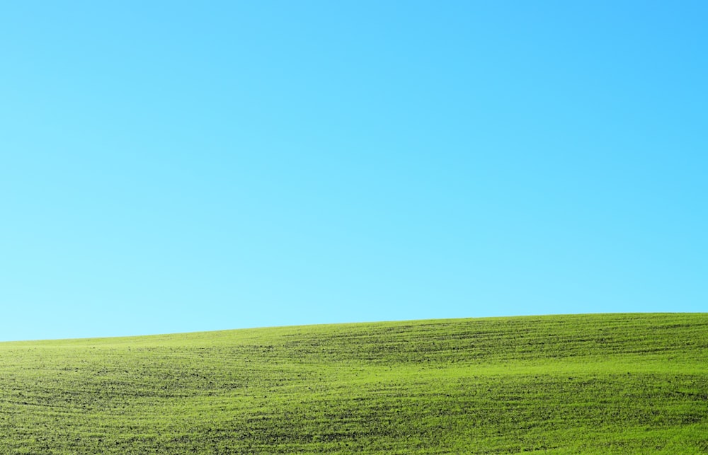 a lone tree on a grassy hill under a blue sky