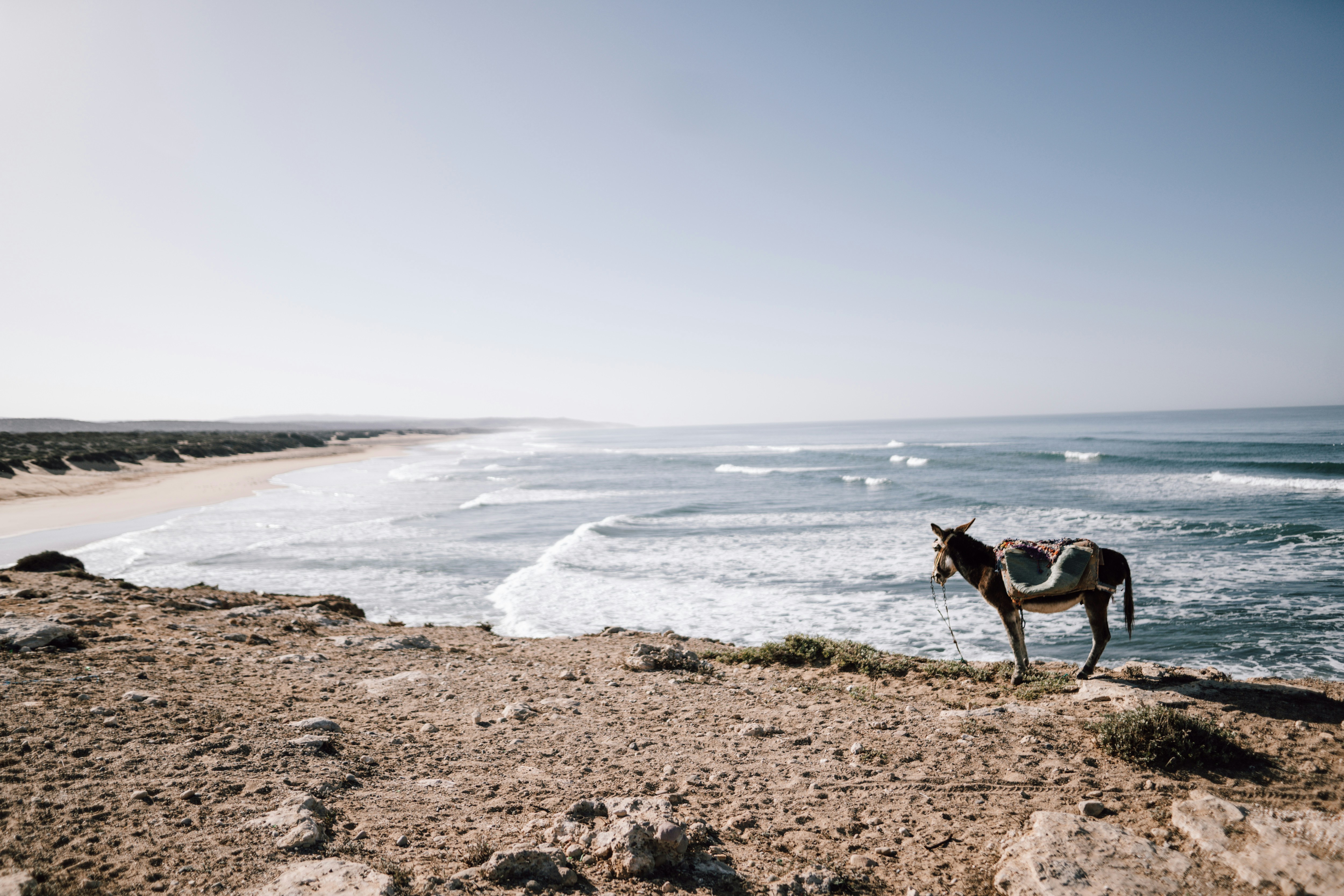 Esel auf einer Klippe mit Ausblick auf Atlantik und Strand