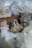 Various crystals and mineral formations displayed on a wooden surface, showcasing different shapes and transparency. The focus is on a central clear crystal with a surrounding collection of similar geological specimens.