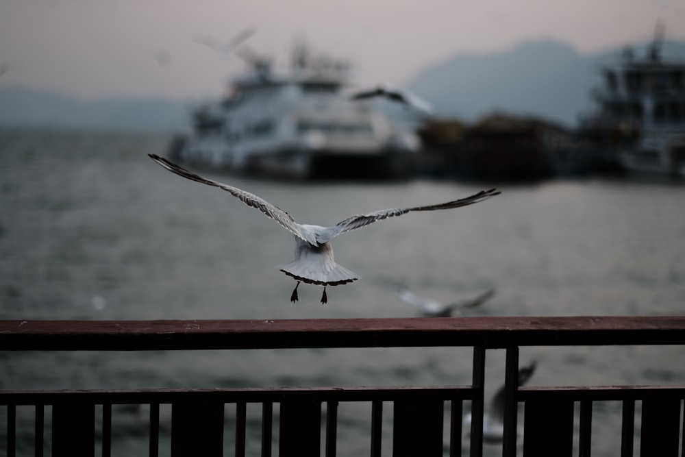 a seagull is flying over the water with a boat in the background