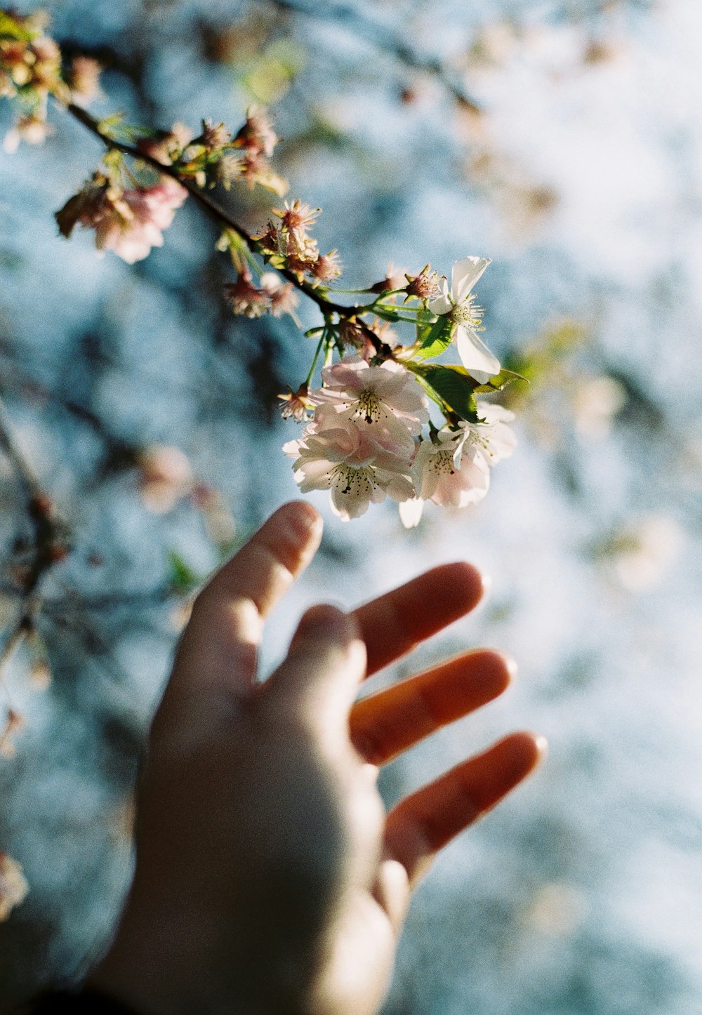 a hand reaching for a flower on a tree