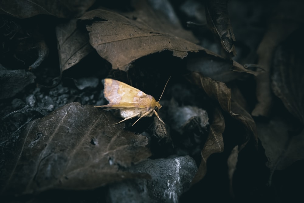 a yellow butterfly sitting on top of a leaf covered ground