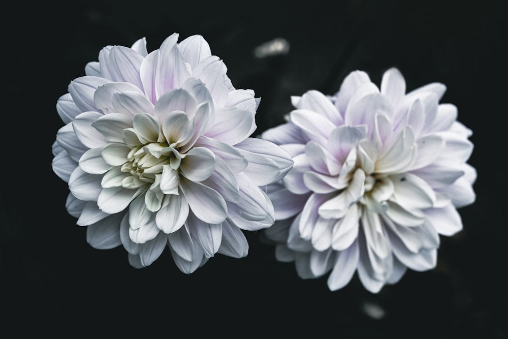 two large white flowers on a black background