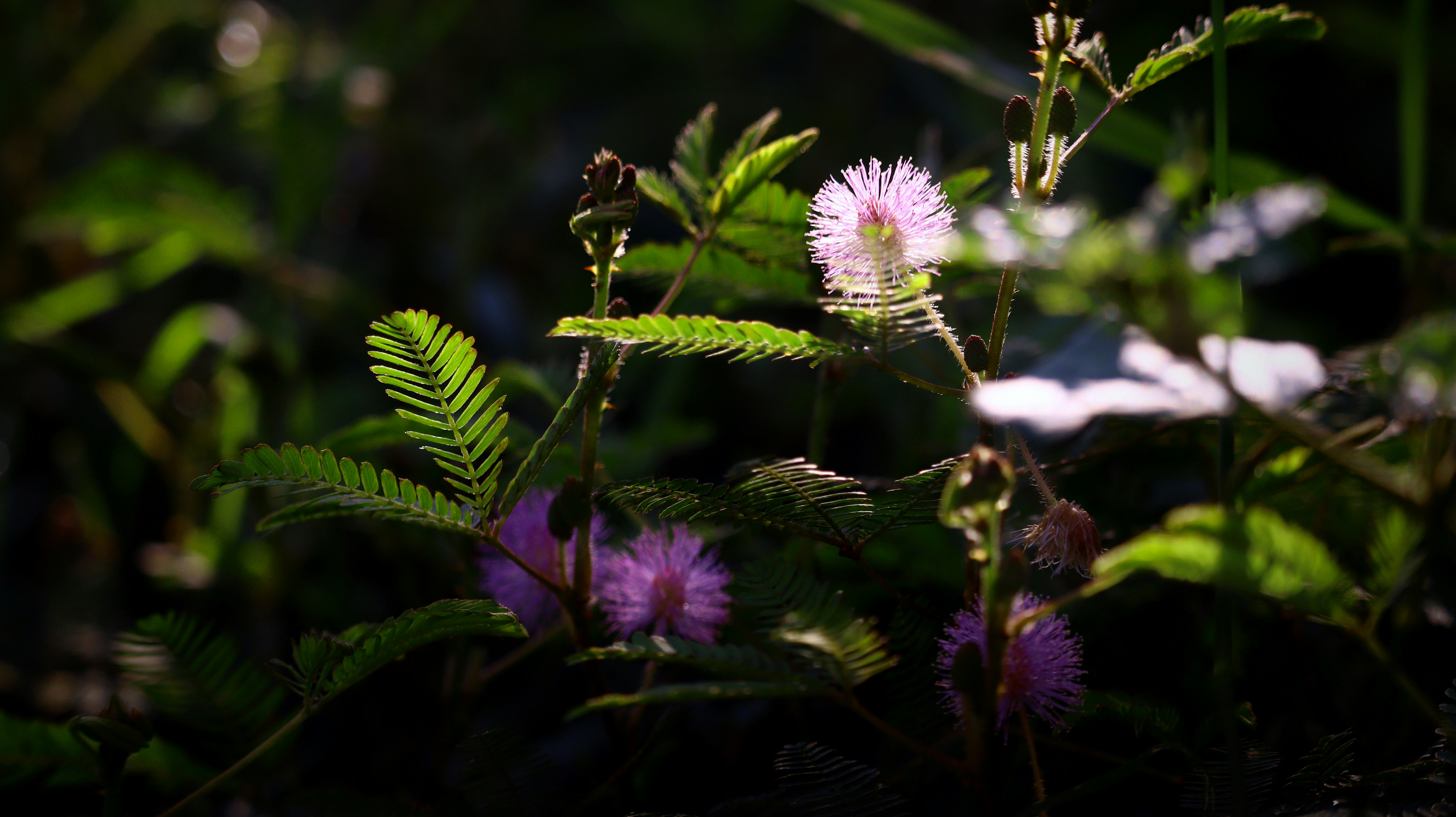 Photo by ajaylakshman