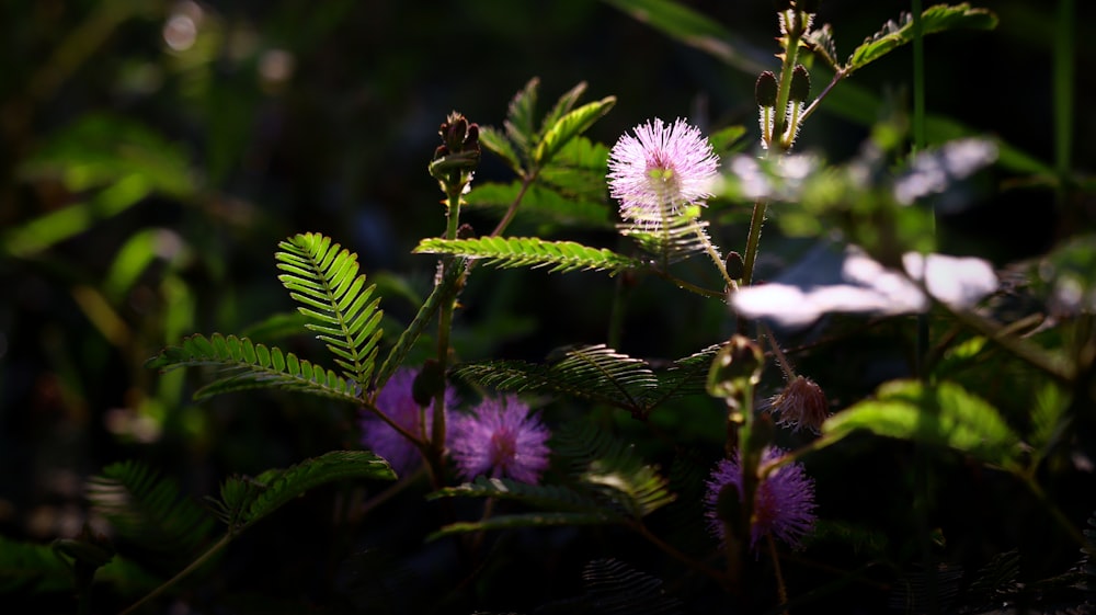 a close up of a plant with purple flowers