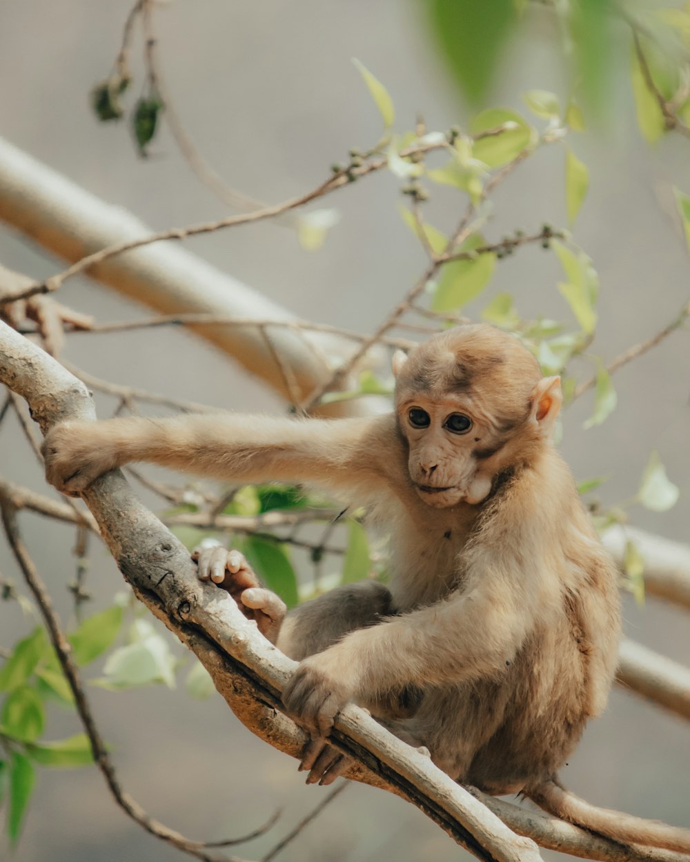 a small monkey sitting on top of a tree branch