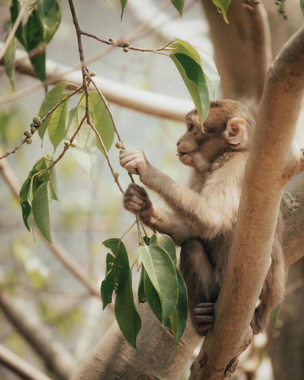 a monkey sitting in a tree holding onto a branch