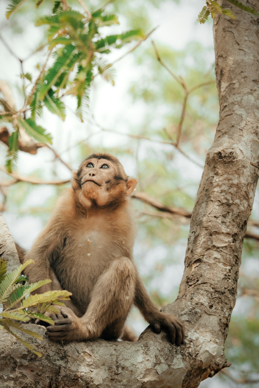 a monkey sitting in a tree looking up