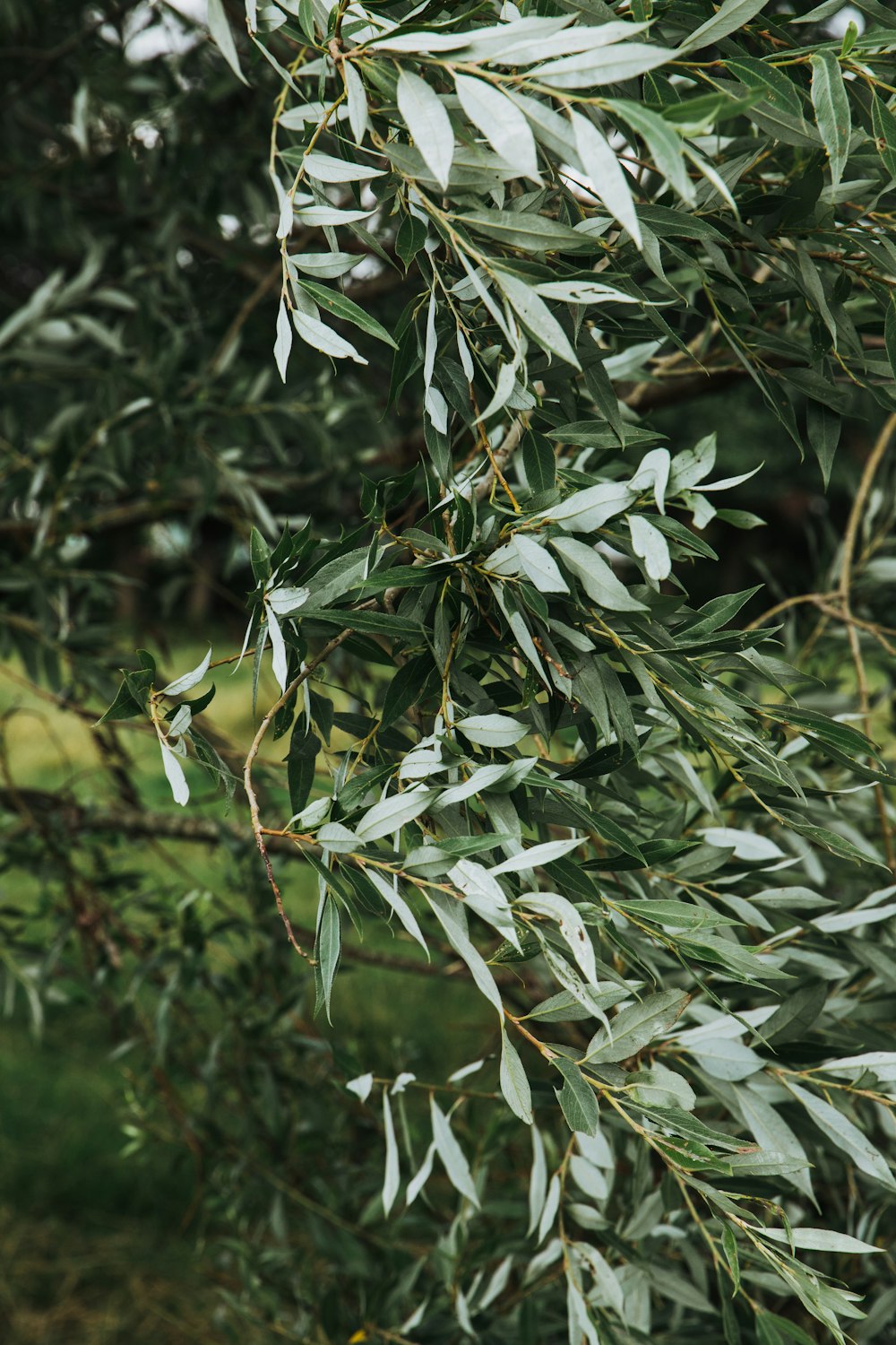 a bird is perched on a branch of a tree