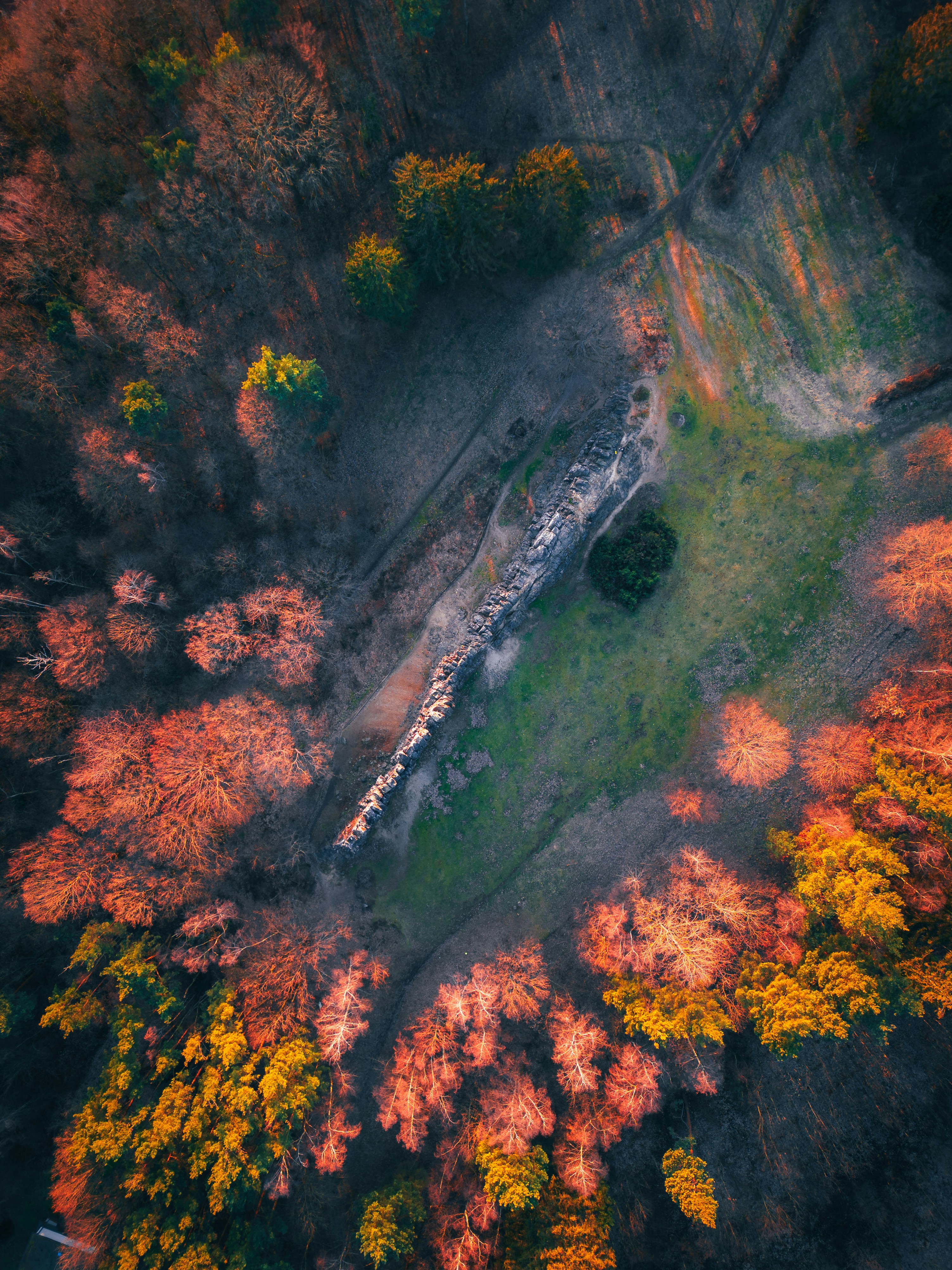 배경에 나무가 있는 잔디밭의 조감도