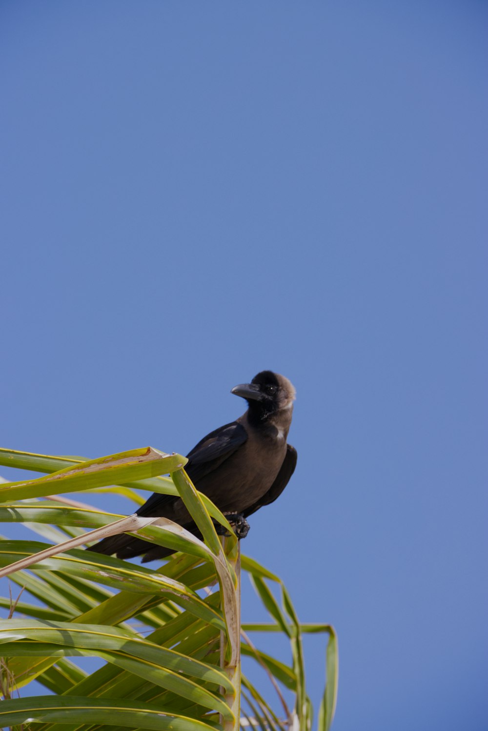 a black bird sitting on top of a palm tree