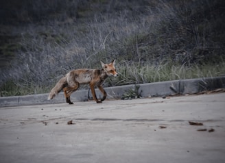 A desert fox cautiously walking across cracked earth in the early morning light.