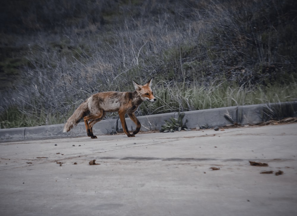 a red fox walking across a street next to a forest