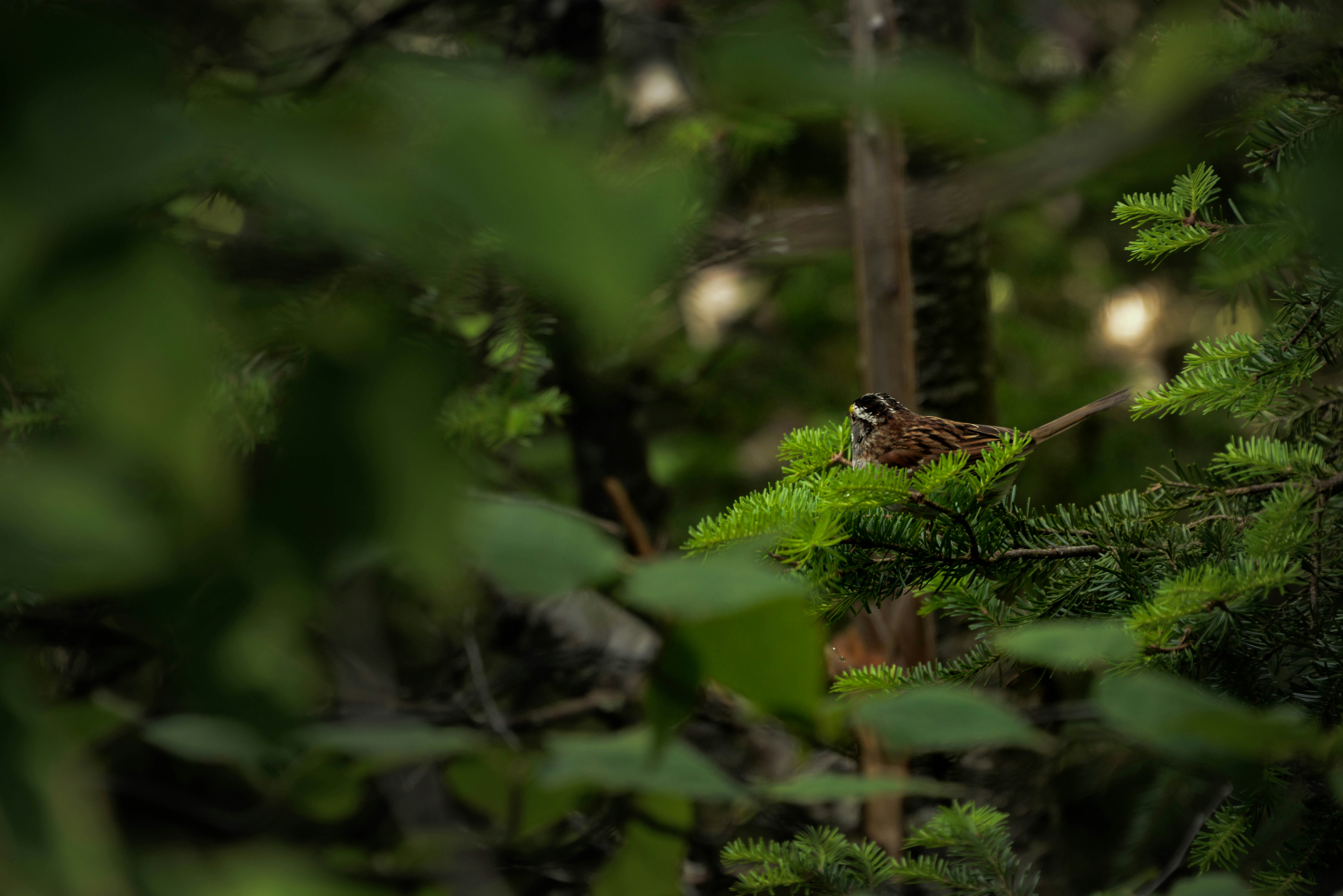 forest bird wallpaper, wallpaper, Bird Watching at Your Campsite: A Beginner's Guide 5