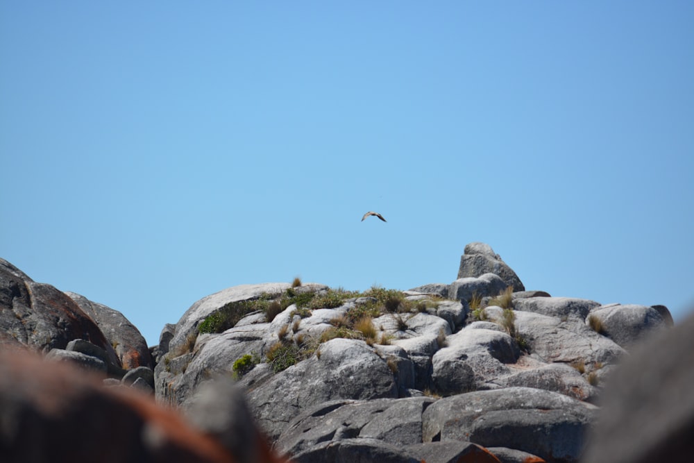 um pássaro voando sobre algumas rochas e grama