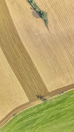 Aerial view of agricultural fields with clearly defined sections of harvested and unharvested areas. The fields display varying textures and patterns, with shades of green and brown indicating different crop stages or types. Some patches of green foliage appear sporadically within the brown areas.