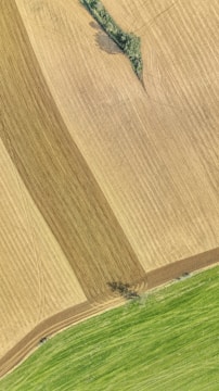 Aerial view of agricultural fields with clearly defined sections of harvested and unharvested areas. The fields display varying textures and patterns, with shades of green and brown indicating different crop stages or types. Some patches of green foliage appear sporadically within the brown areas.
