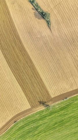 Aerial view of agricultural fields with clearly defined sections of harvested and unharvested areas. The fields display varying textures and patterns, with shades of green and brown indicating different crop stages or types. Some patches of green foliage appear sporadically within the brown areas.