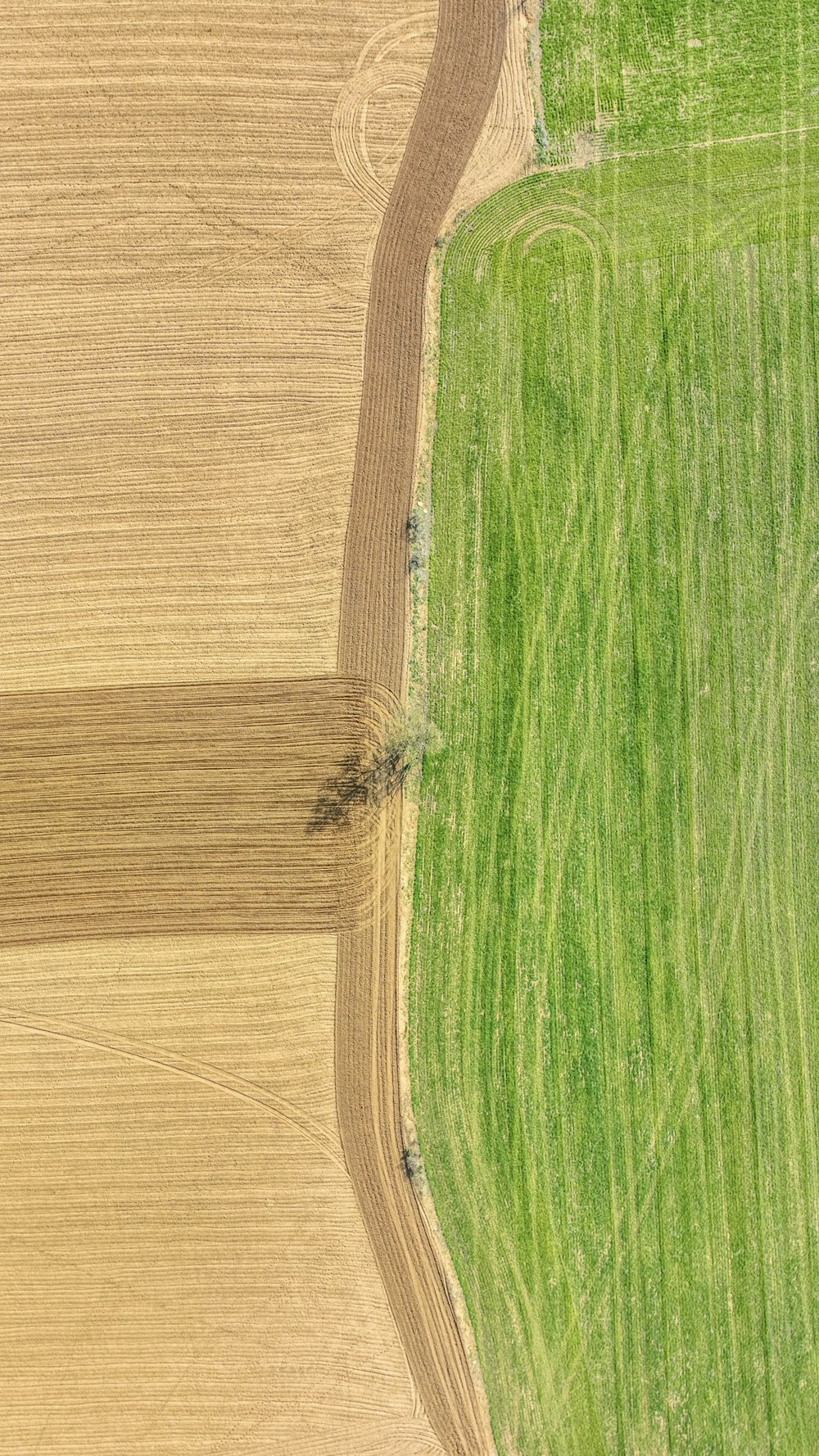 an aerial view of a field with a tree in the middle of it