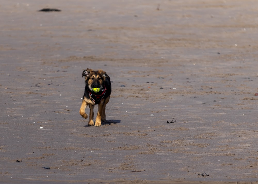 a dog running with a tennis ball in its mouth