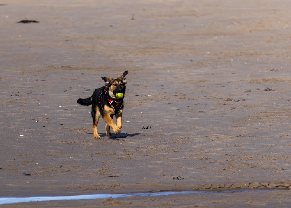 a dog running on the beach with a tennis ball in its mouth