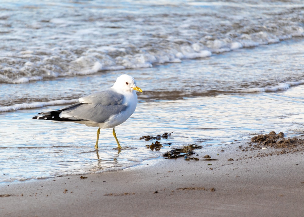 a seagull is standing on the beach near the water