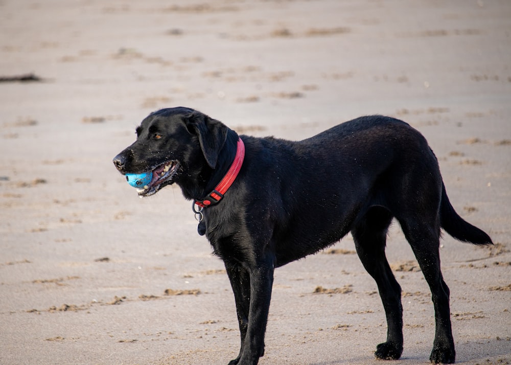 a black dog with a ball in its mouth on a beach