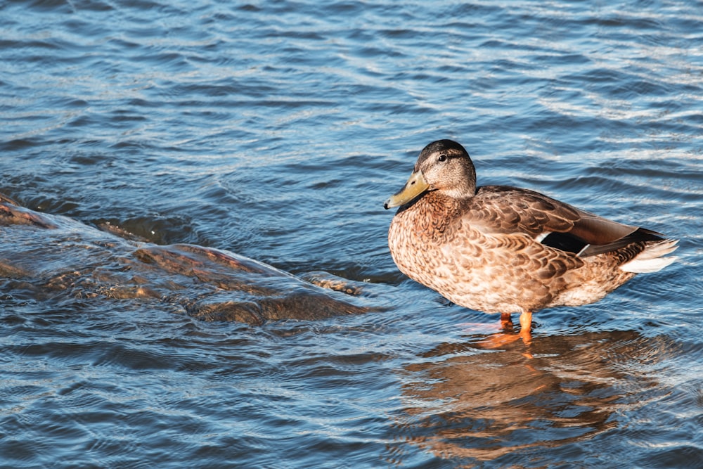 a duck standing in a body of water