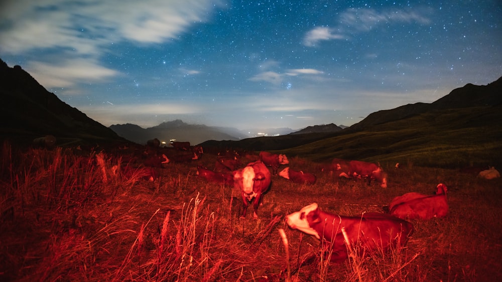 a herd of cattle grazing on a lush green hillside under a night sky