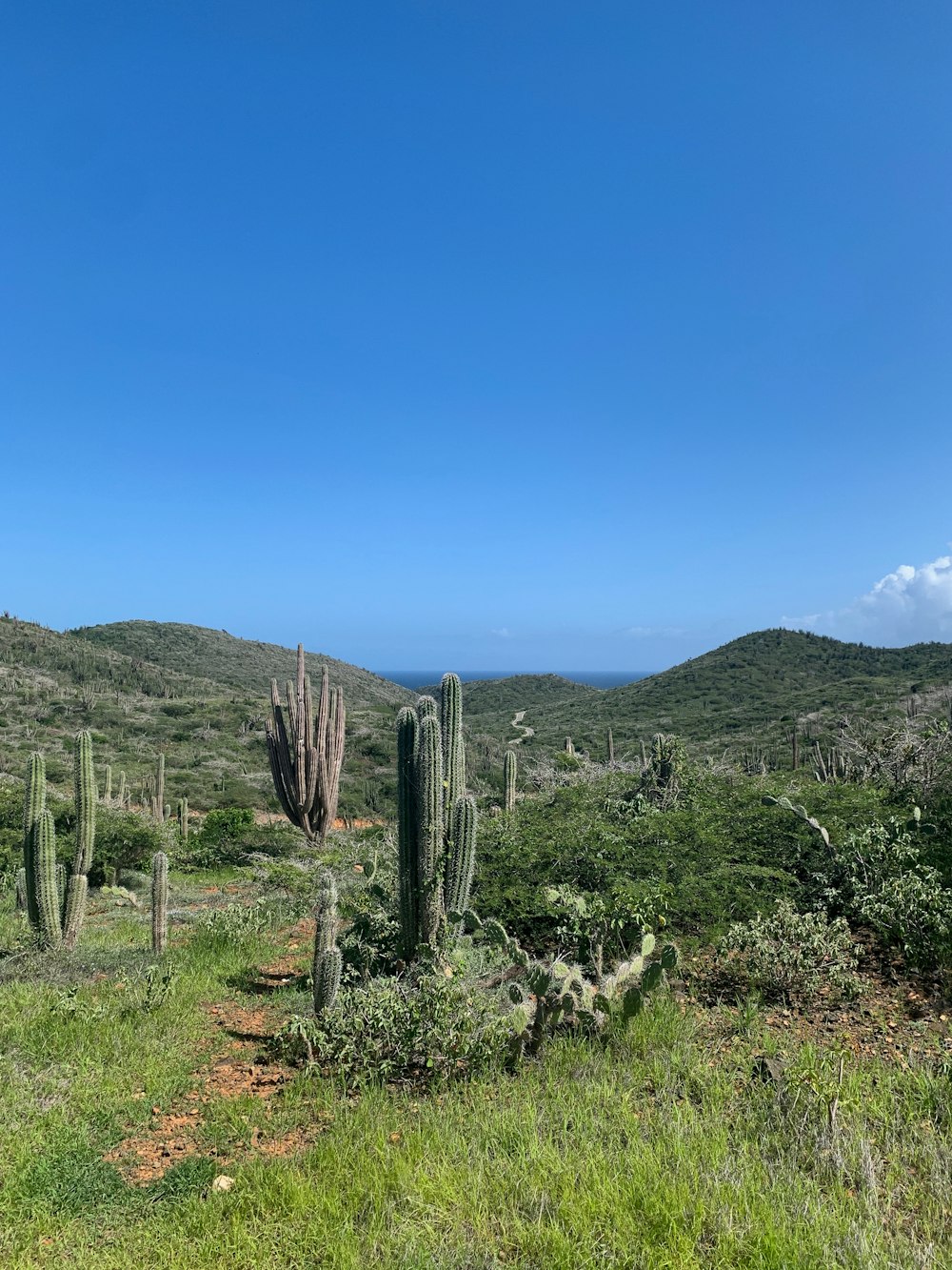 a field of cactus with a blue sky in the background