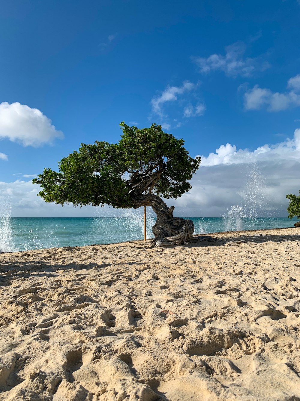 a tree on a sandy beach near the ocean