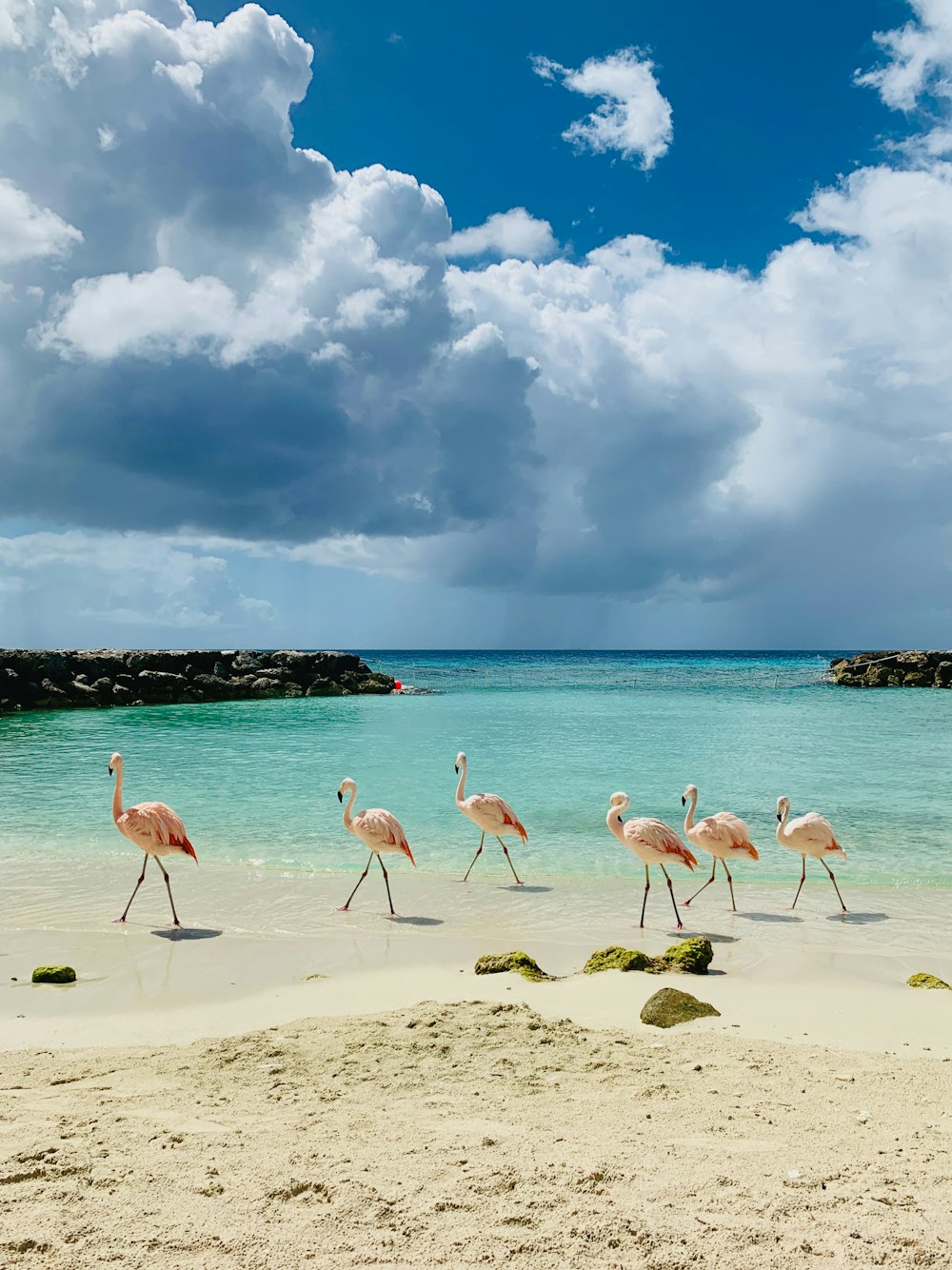 a group of flamingos walking along the beach