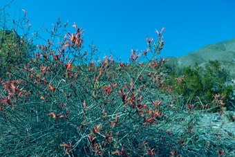 A desert landscape featuring a bush with vibrant red flowers against a backdrop of clear blue sky and rugged terrain. The bush is in the foreground, while the barren hills and sparse vegetation fade into the distance.