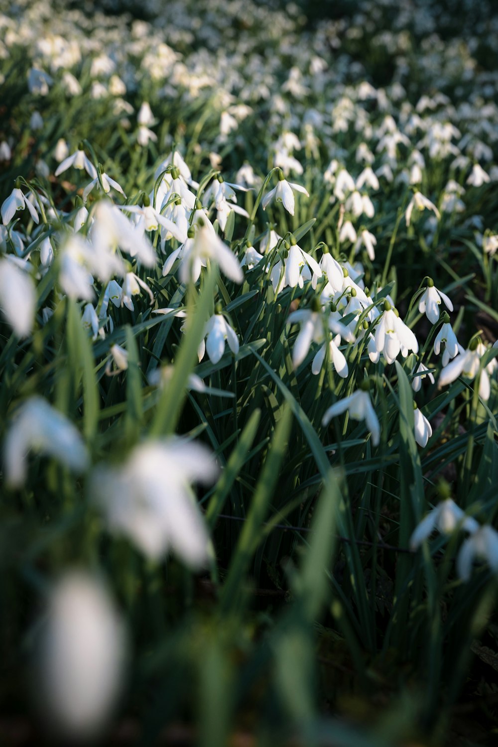 a bunch of white flowers that are in the grass