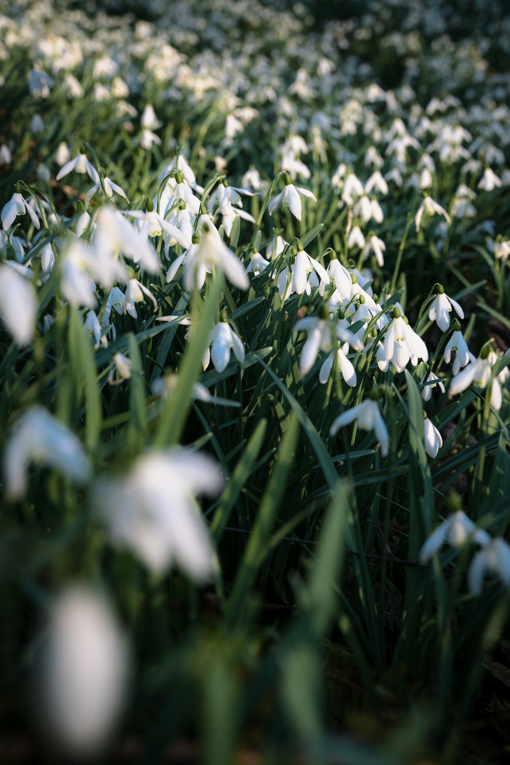 풀밭에있는 흰 꽃 한 무리