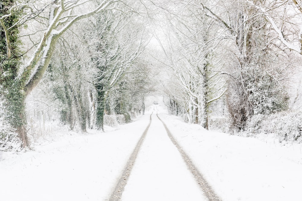 a snow covered road surrounded by trees and bushes