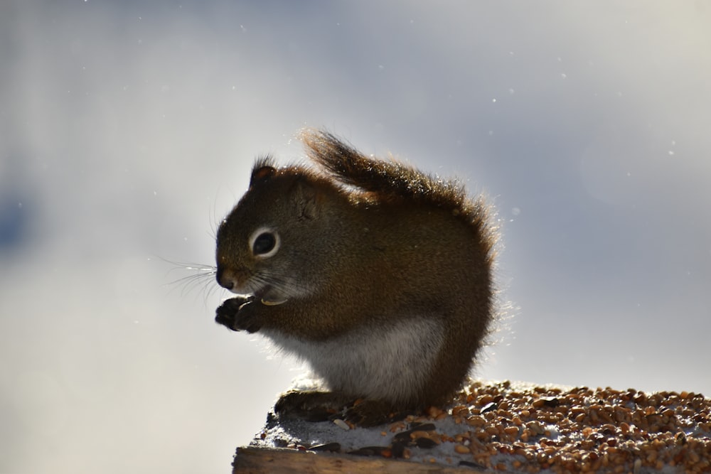 a squirrel sitting on top of a piece of wood