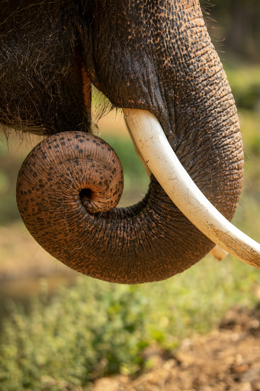 a close up of an elephant with tusks