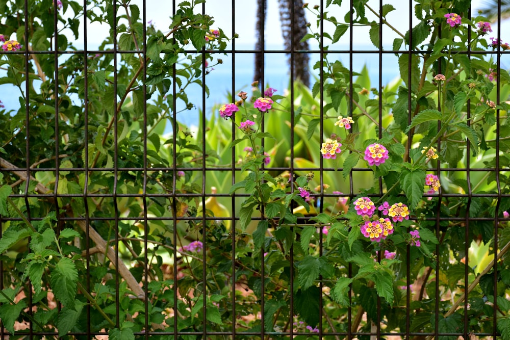 a bunch of flowers that are behind a fence