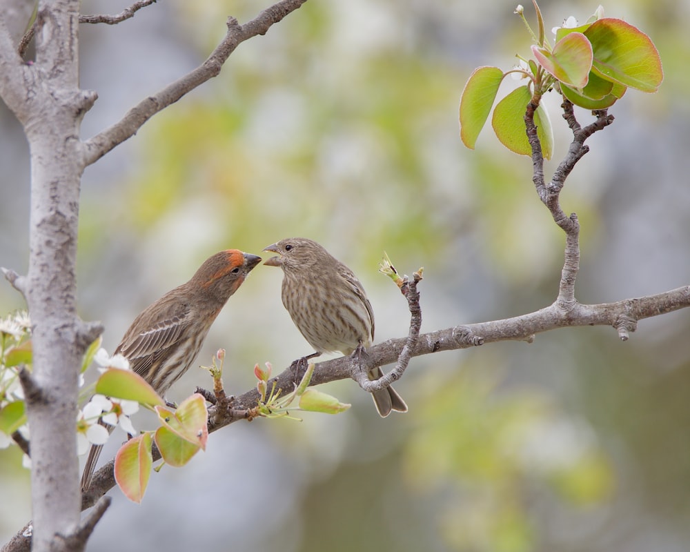 a couple of birds sitting on top of a tree branch