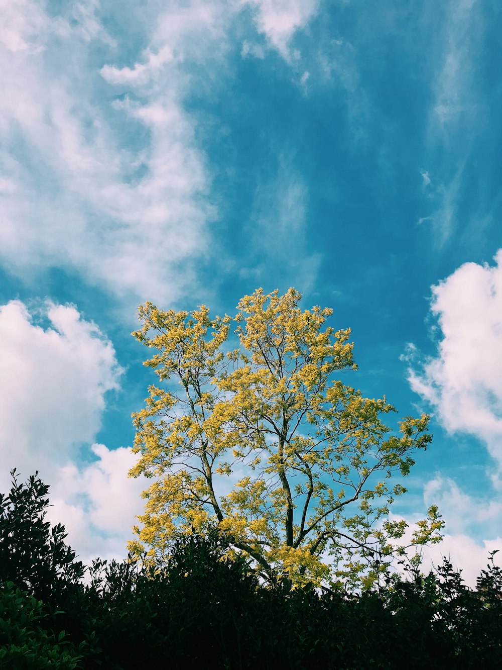 a tree with yellow flowers in the foreground and a blue sky with clouds in