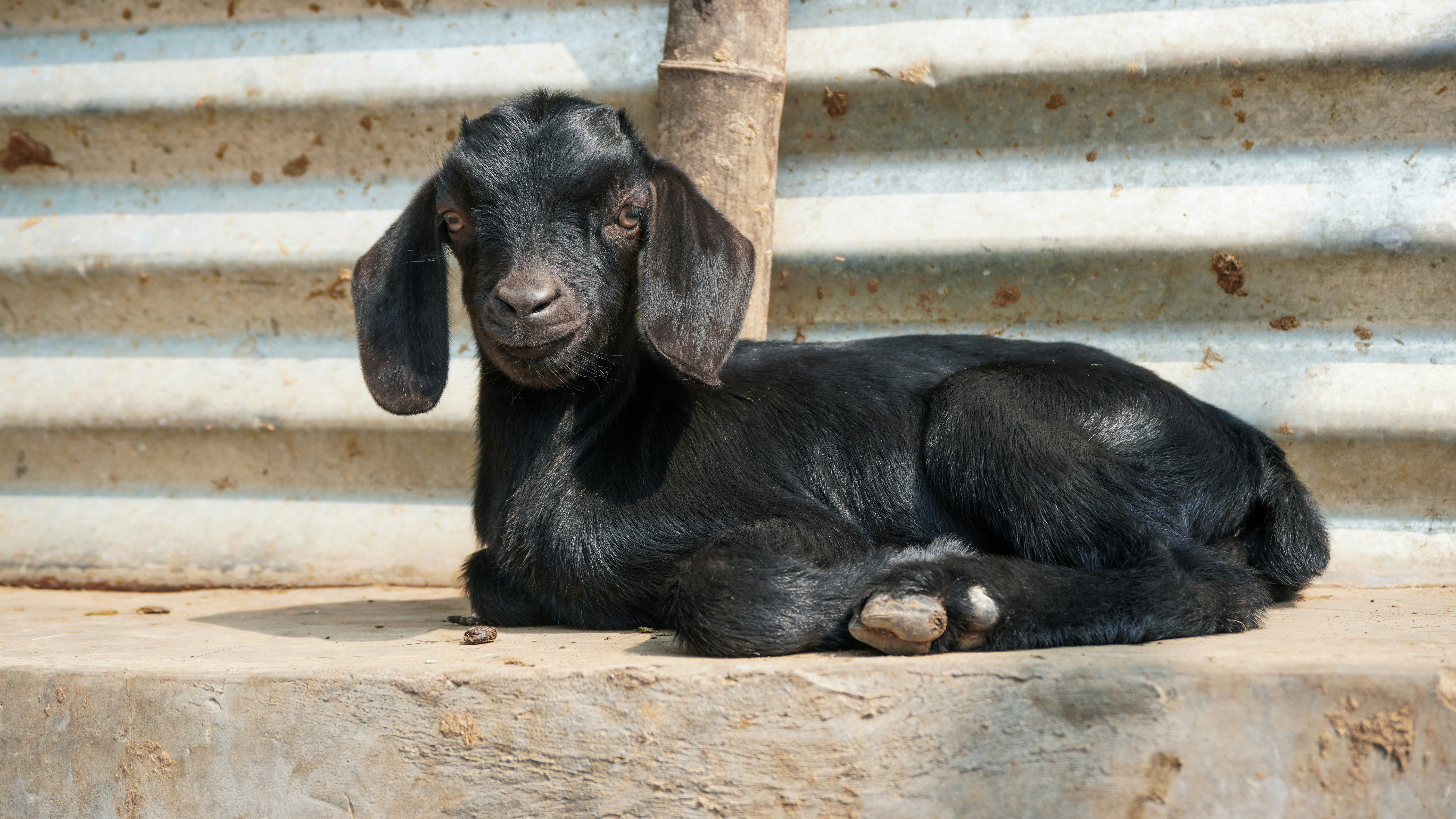 A black goat laying on top of a cement slab photo – Free Animal Image ...