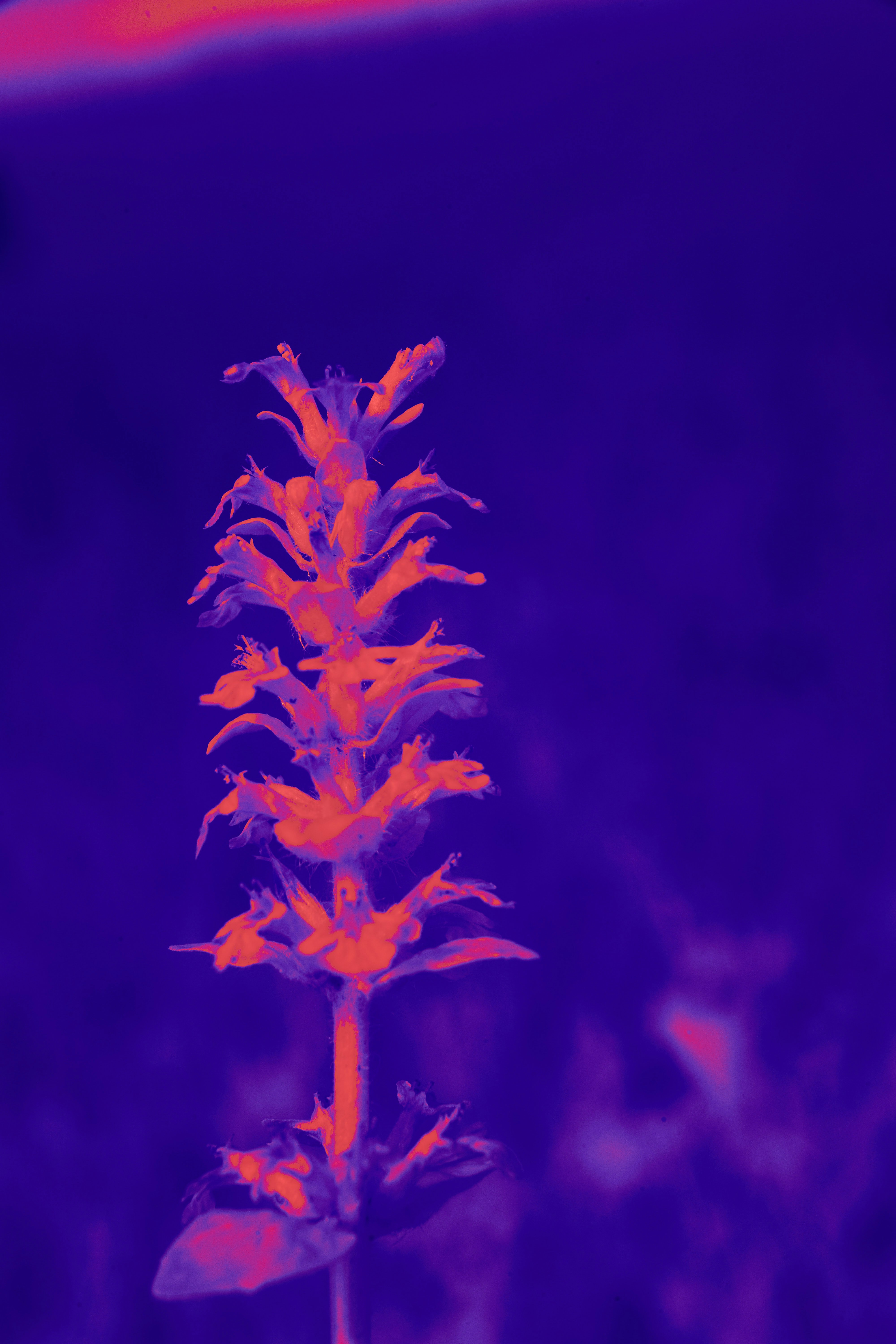 Photo by wolfgang_hasselmann