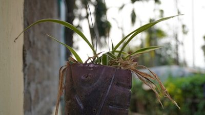 A small plant with long, narrow green leaves is growing from a planter made from a repurposed plastic bottle. Some of the leaves are brown and drying. The background features an outdoor setting with blurred greenery and trees, suggesting a garden or natural environment.