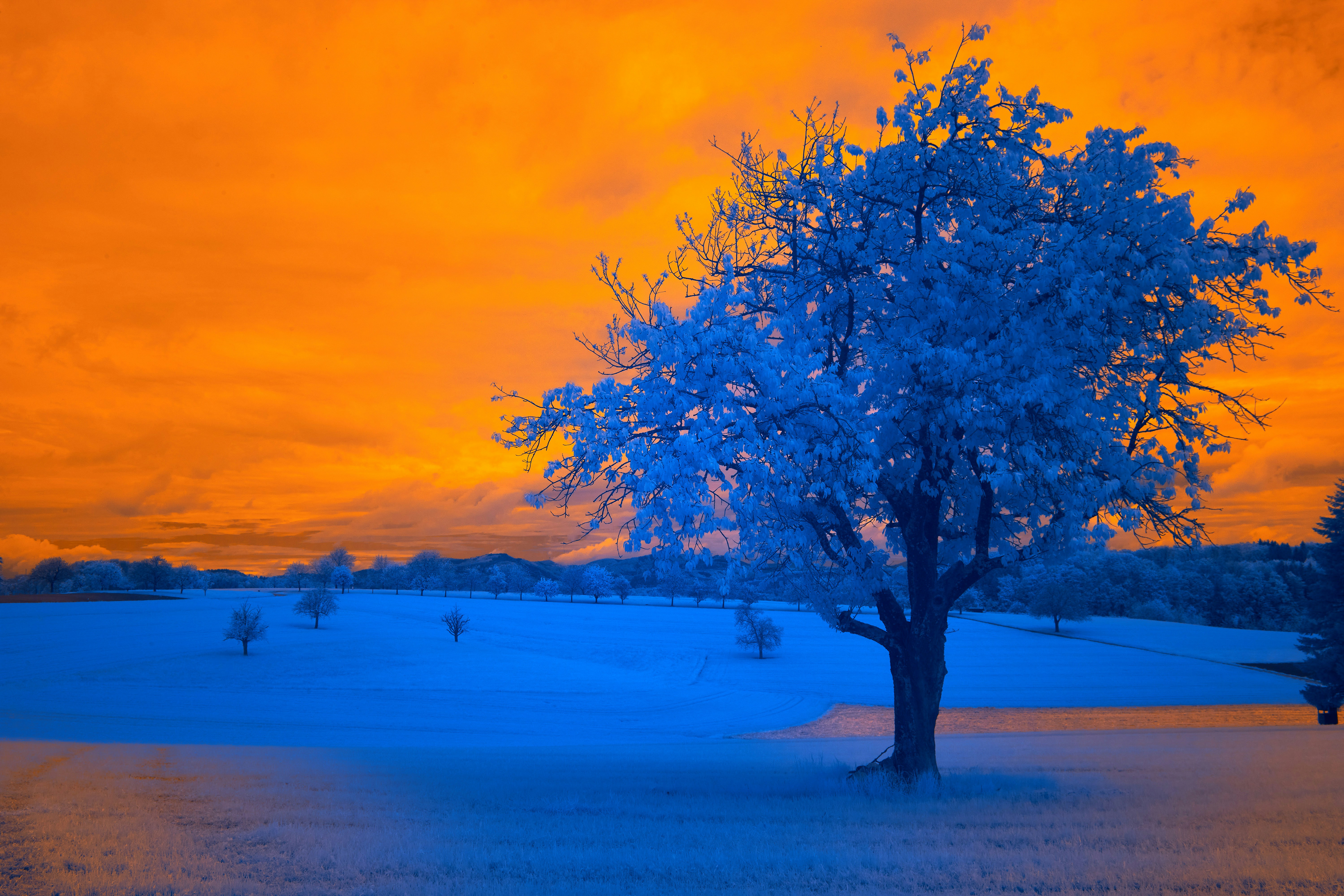 Photo by wolfgang_hasselmann