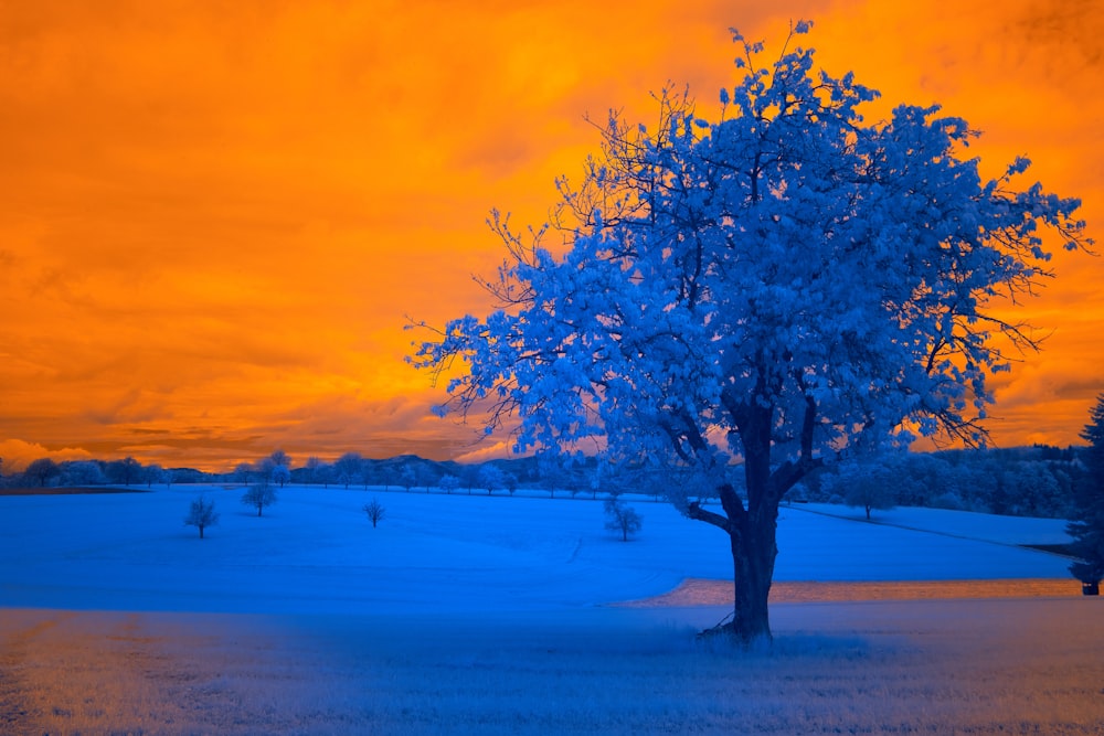 a tree in a field with a sunset in the background