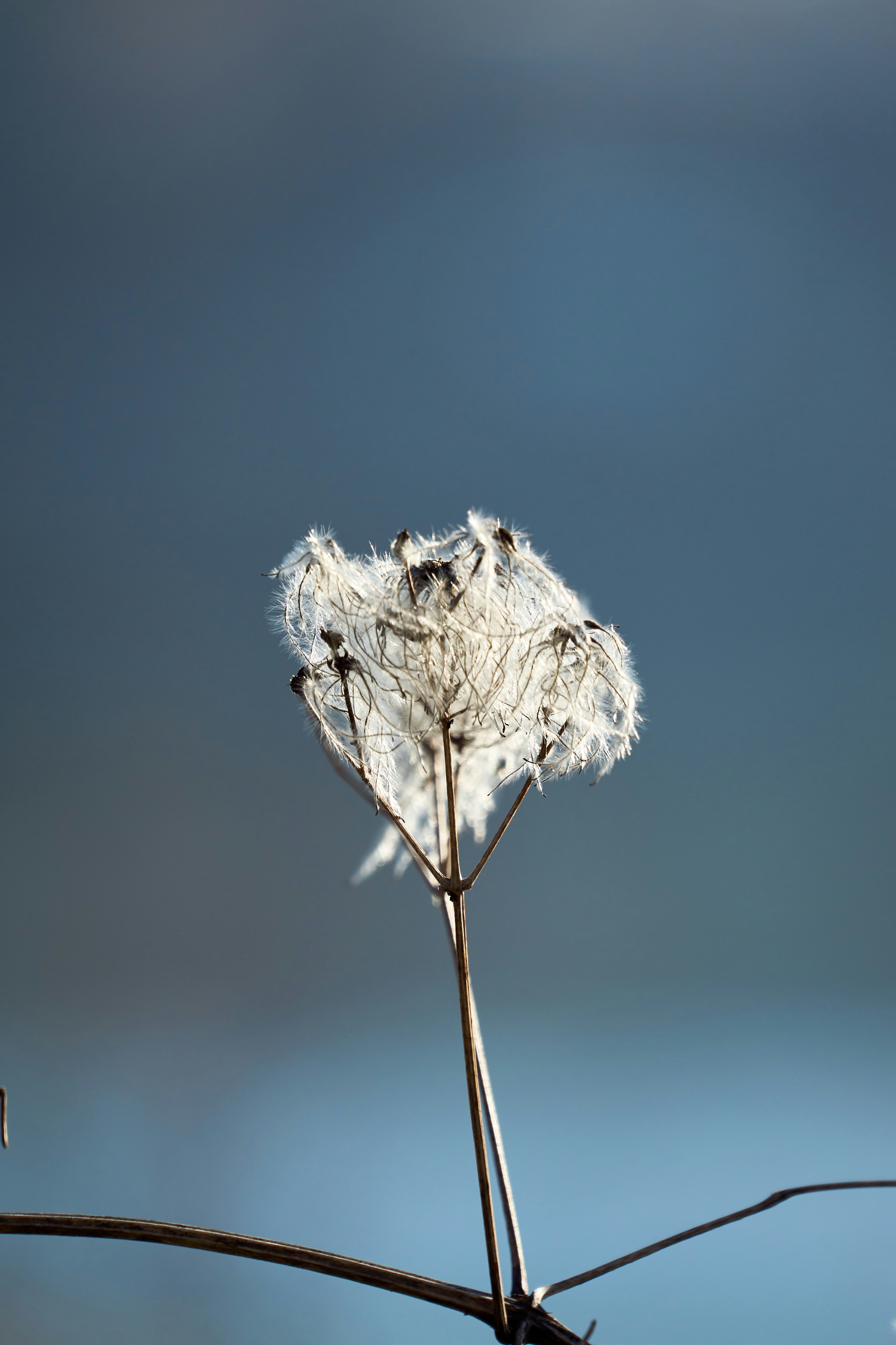 Photo by wolfgang_hasselmann