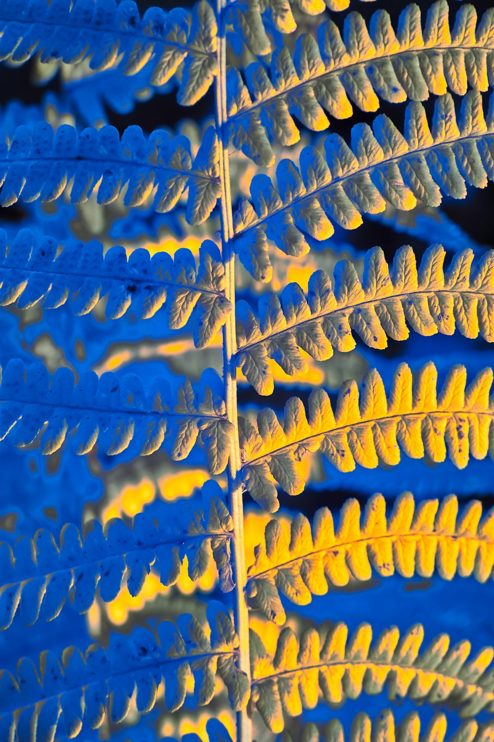 a close up of a blue and yellow plant